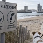 Plage autorisée aux chiens à La Rochelle : panneau et règles d’accès