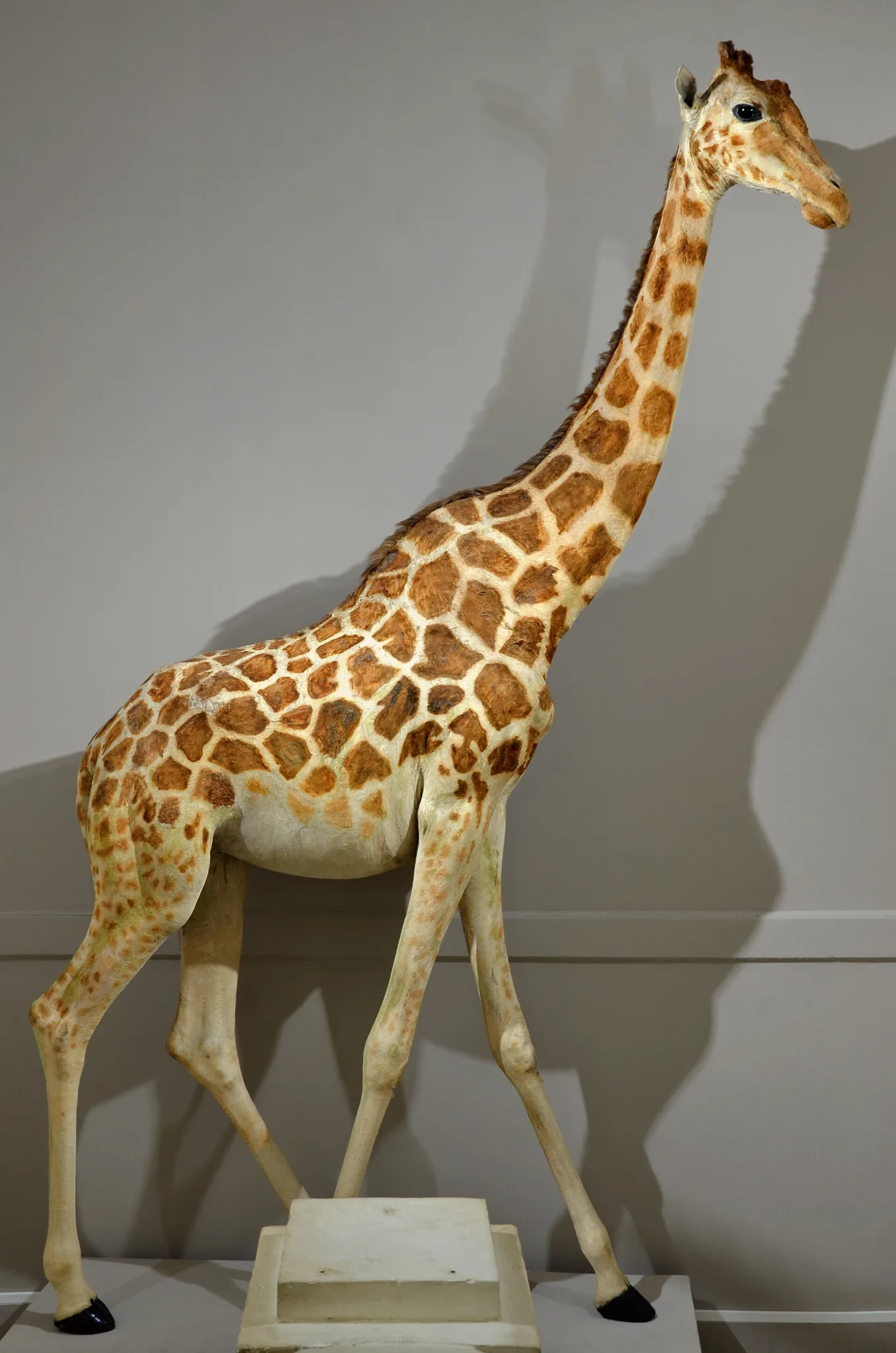 Zarafa, la girafe présentée au Muséum de La Rochelle